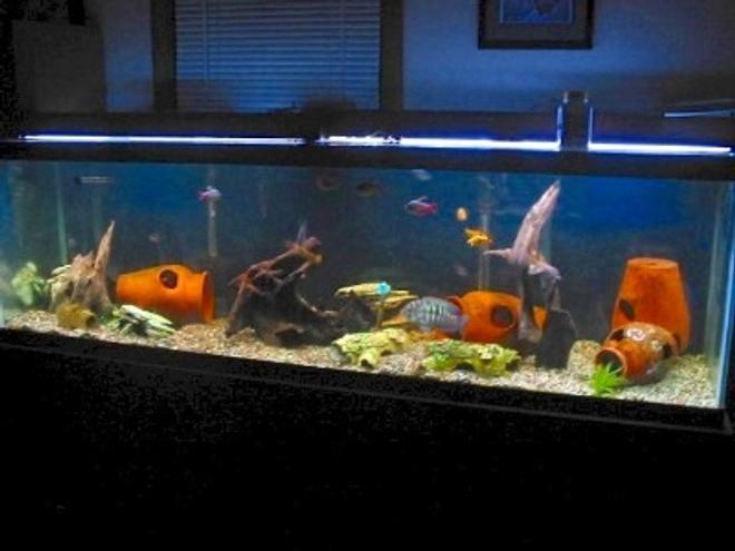 freshwater fish tank (mostly fish and non-living decorations) - I have added some malaysian driftwood This is one of my 11 tanks, it is a 125 gallon with 4 blue acaras which arespawning,a vampire pleco, leapord cactus pleco, 16 inch common pleco, 4 mystus catfish, 2 bambi catfish, 4 bullseye catfish, gold barbs, columbian tetras, pearl danios and black widow tetras. If anyone has suggestions on how to make it better I am up for suggestions though I am pretty with how it turned out.I only have a few live plants as they are uprooted in seconds.Thanks