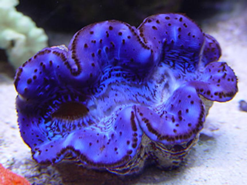 Rated #183: Corals Inverts - Tridacna Maxima - Maxima Clam