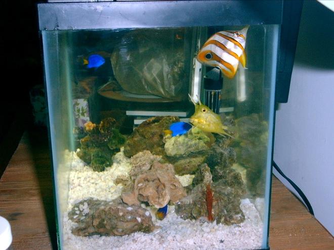 saltwater fish tank (mostly fish, little/no live coral) - Cool Tank