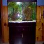 freshwater fish tank (mostly fish and non-living decorations)