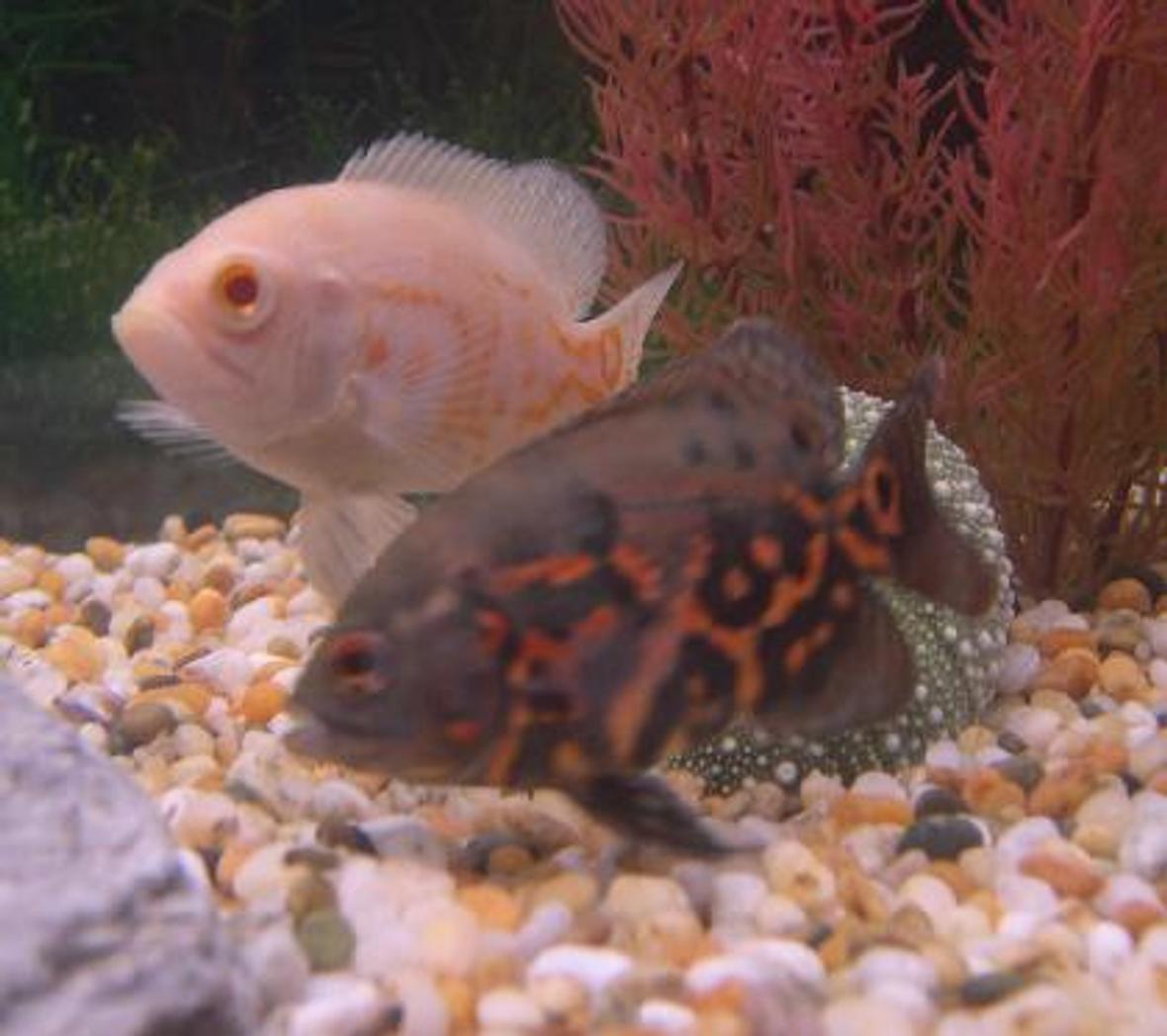 freshwater fish - astronotus ocellatus - albino oscar