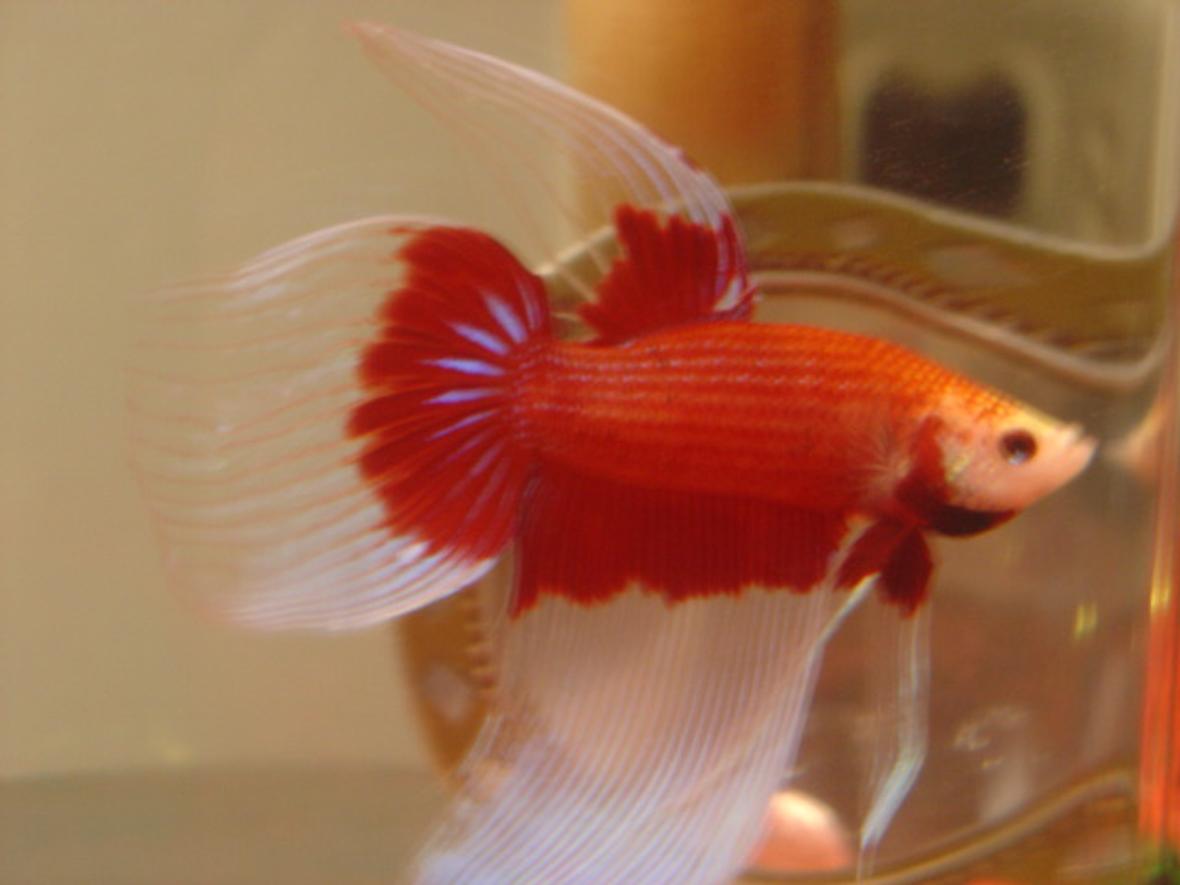 freshwater fish - betta splendens - crown tail betta