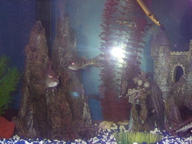 freshwater fish tank (mostly fish and non-living decorations) - 75 gallon