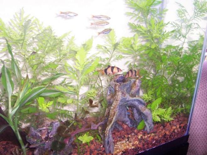 planted tank (mostly live plants and fish)