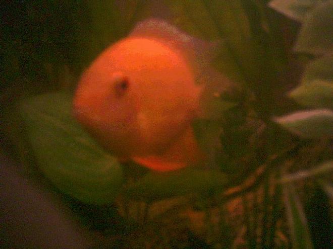 freshwater fish - heros serverus - gold severum - gold severum