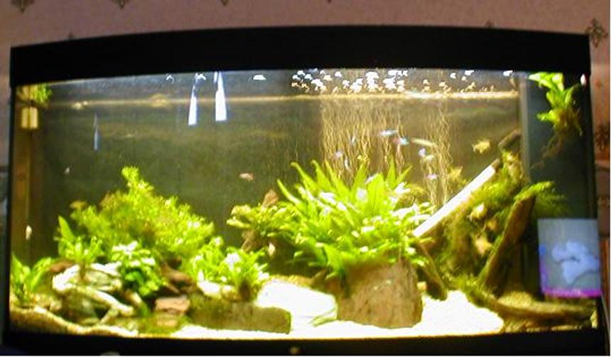 Rated #1631: 60 Gallons Planted Tank