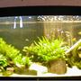 60 gallons planted tank (mostly live plants and fish)