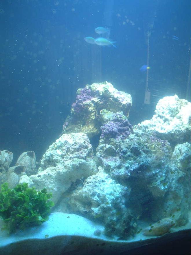 reef tank (mostly live coral and fish)