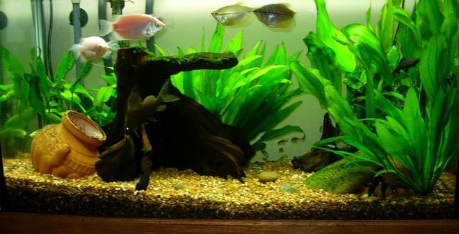 freshwater fish tank (mostly fish and non-living decorations)