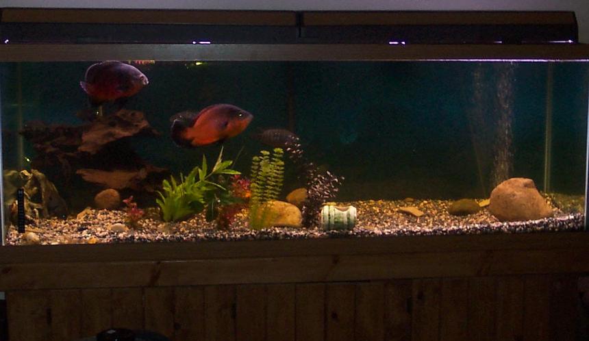 Rated #3277: Freshwater Fish Tank