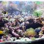 reef tank (mostly live coral and fish) - Acropora Reef