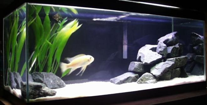 freshwater fish tank (mostly fish and non-living decorations) - This is my 20 gallon cichlid tank.