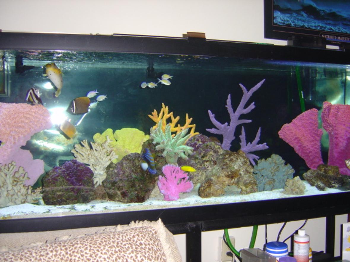 saltwater fish tank (mostly fish, little/no live coral) - This is my 125 gallon seawater fish only tank, pictured is a young blueringed angelfish (P. annularis). This tank is still a work in progress I recently added a large naso tang.