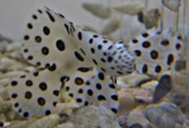 saltwater fish - cromileptes altivelis - panther grouper stocking in 90 gallons tank - nice guy