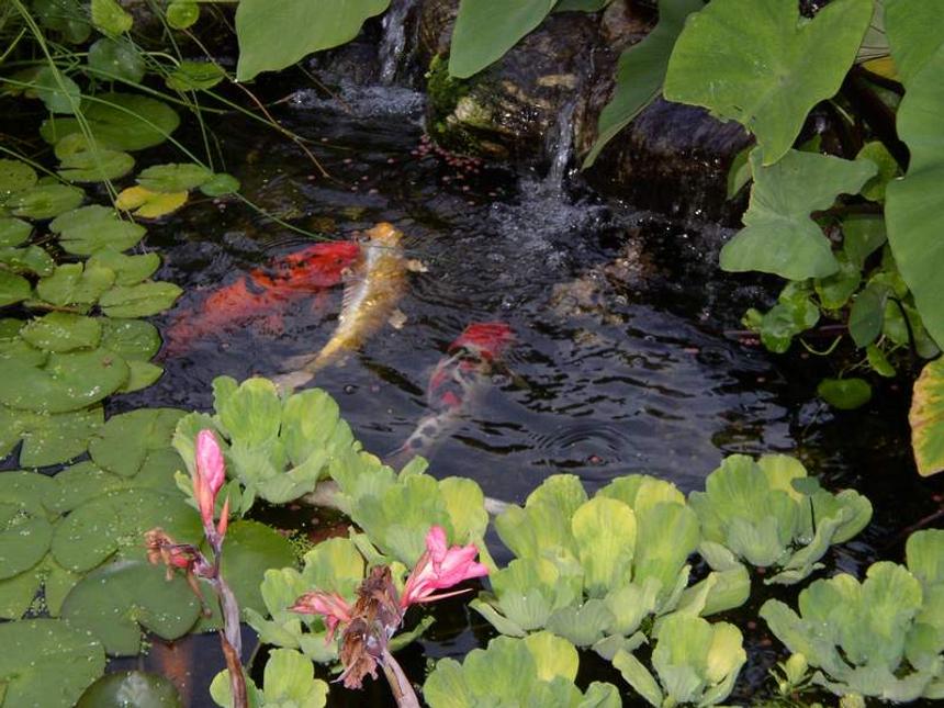 Rated #1896: Freshwater Fish - Cyprinus Carpio - Koi