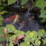 freshwater fish - cyprinus carpio - koi