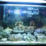 reef tank (mostly live coral and fish) - 29 gallon