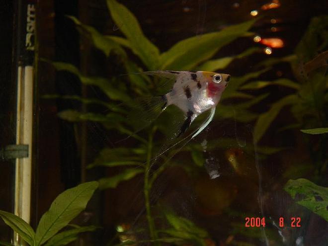 freshwater fish - pterophyllum sp. - koi angel stocking in 50 gallons tank - I keep one tiger oscar and a 18inch(45cm) cube community tank with angels, catfish, gouramis, clown loaches etc.

I live in Sydney, Australia