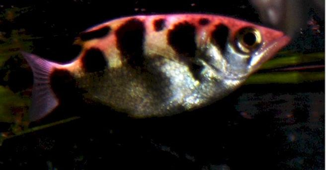 freshwater fish - gymnocorymbus sp. - black skirt tetra