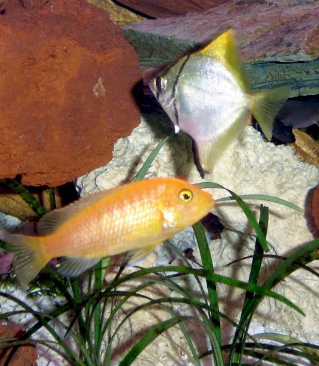 freshwater fish - pseudotropheus estherae - red zebra cichlid