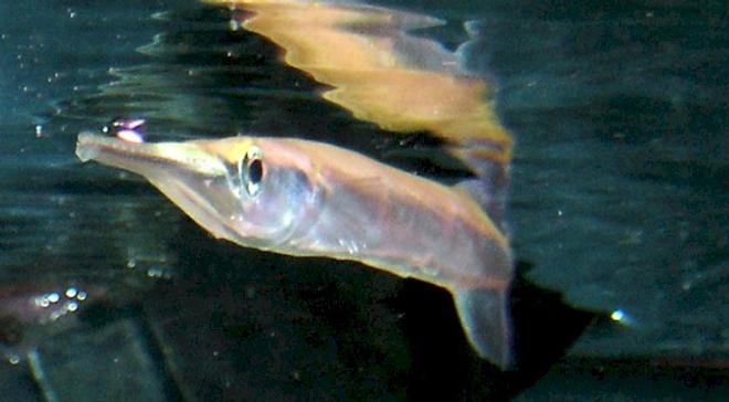 freshwater fish - xenentodon cancila - needle nose gar