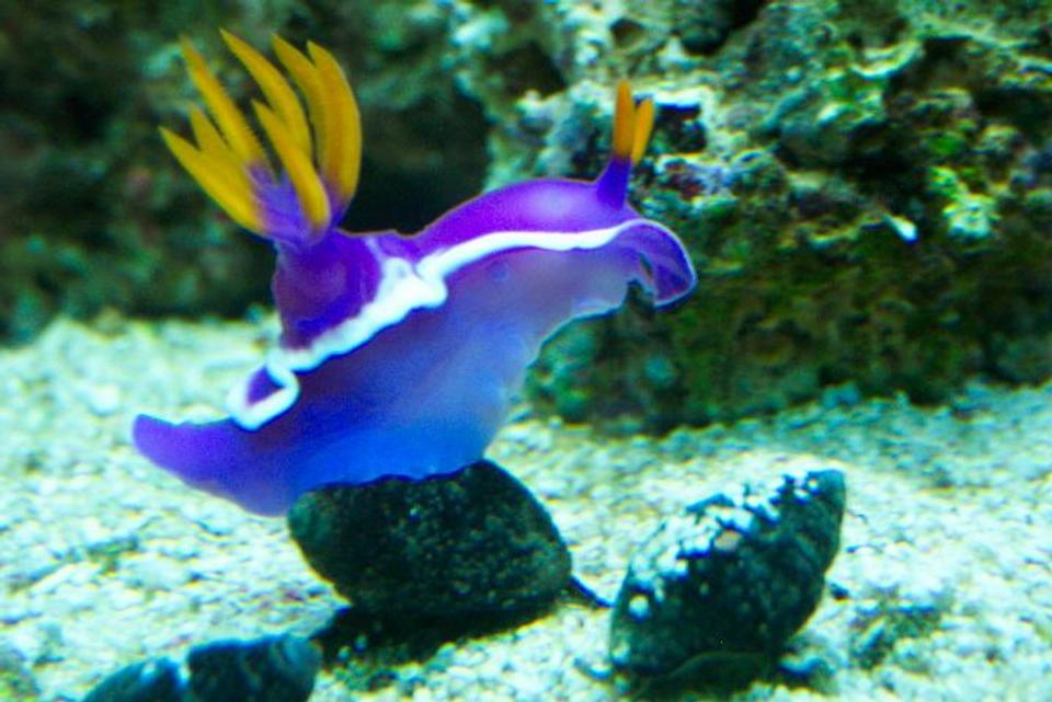 corals inverts - risbecia apolegma - purple and yellow nudibranch