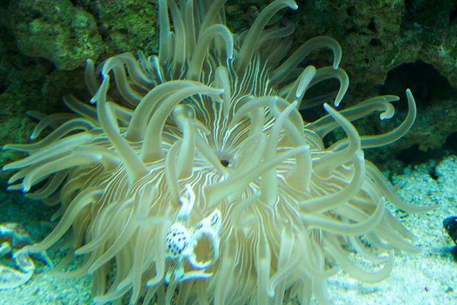 corals inverts - condylactis gigantea - condy anemone