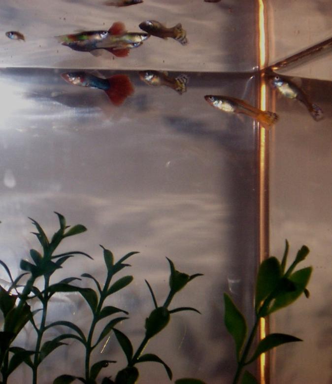 freshwater fish tank (mostly fish and non-living decorations)