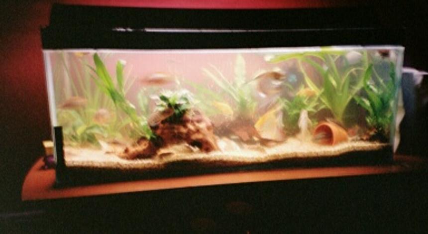 Rated #2242: Planted Tank