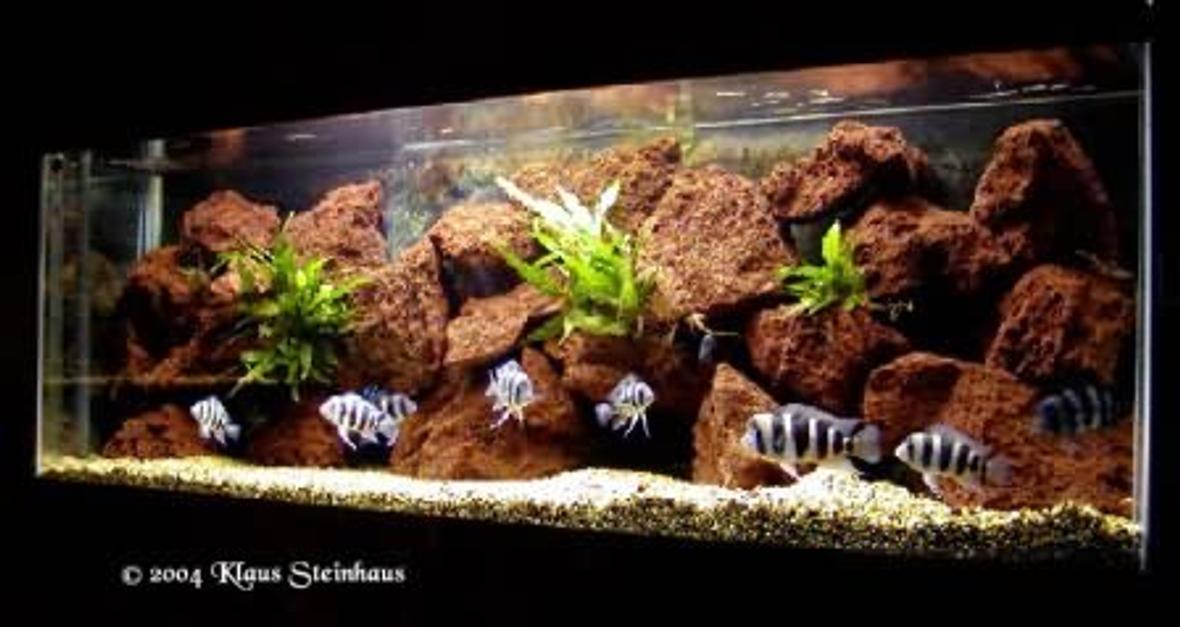 freshwater fish tank (mostly fish and non-living decorations) - Tanganjika Cichlids