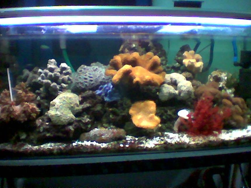 Rated #2114: Planted Tank - 90 cm length tank with reef, coral and fish.
