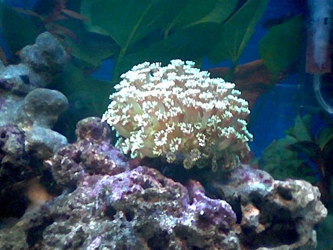 corals inverts - goniopora sp. - flower pot coral - 90 cm length tank with reef, coral and fish.
