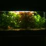 planted tank (mostly live plants and fish) - 14gallon planted tank, 2 dwarf catfish, 15 neon tetras, 2 gourami's, 5 tiger barb