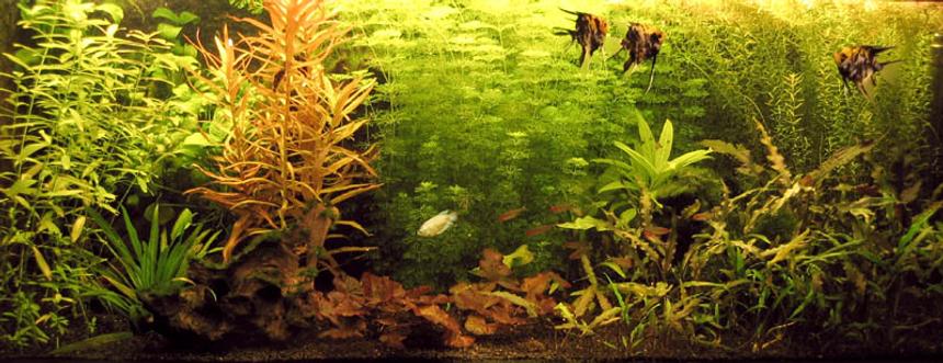 Rated #555: Planted Tank