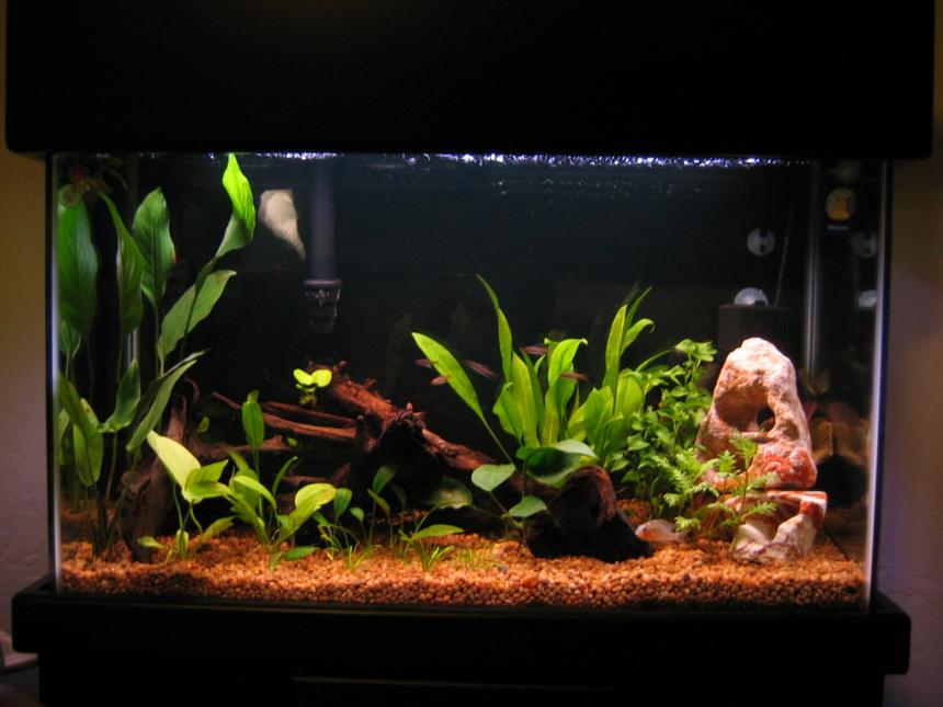 Rated #1260: Freshwater Fish Tank - 29 gal
Emperor 330
Marineland powerhead w/ 3 Undergravel jets
Visi-thermal 100 watt heater

Lightly planted (more comming shortly)
1 betta
1 cory
7 glo lite tetras