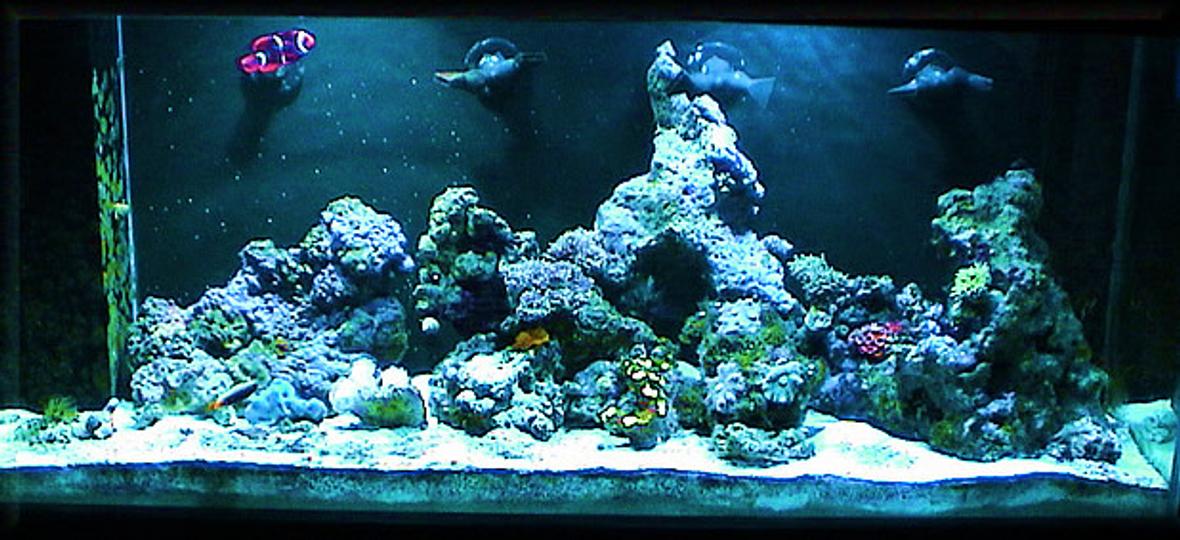reef tank (mostly live coral and fish) - 60 AGA, 30g sump, Euro-Reef CS6-2, dual IceCap 12K Sunburst MH lighting.