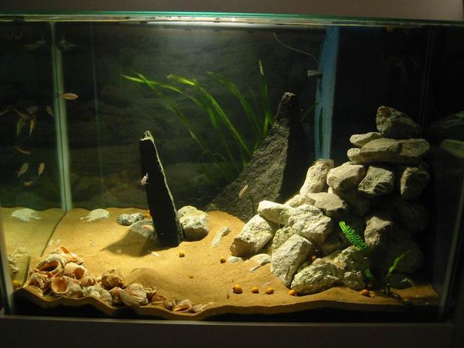 freshwater fish tank (mostly fish and non-living decorations)