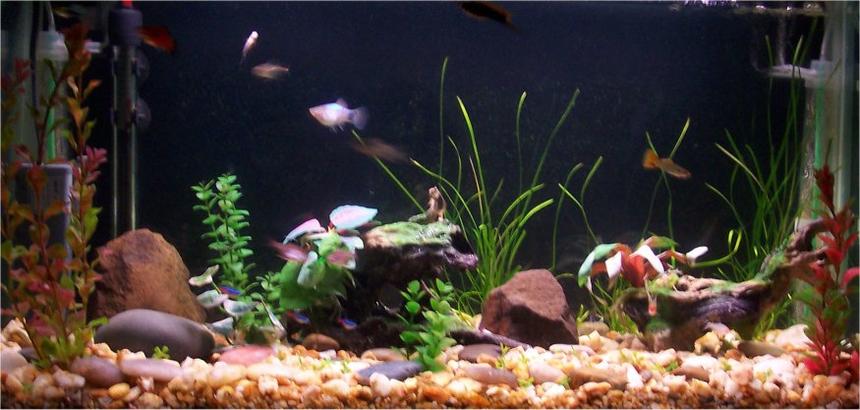 Rated #2825: Freshwater Fish Tank - hey this is my first tank its nothing compared to the others on this site, i know that but give me some time and we'll see what it ends up like