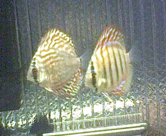 freshwater fish - symphysodon aequifasciata sp. - discus