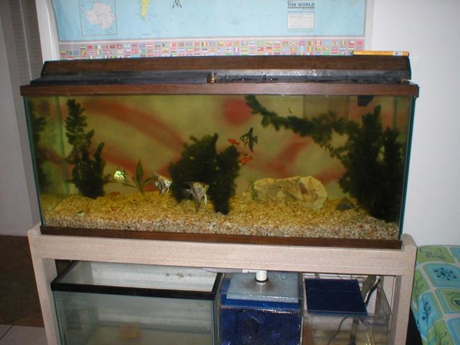 freshwater fish tank (mostly fish and non-living decorations) - 55-Gal