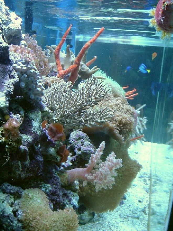 reef tank (mostly live coral and fish) - My reef