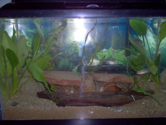 freshwater fish tank (mostly fish and non-living decorations)