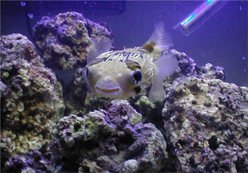 Rated #158: Saltwater Fish - Diodon Holocanthus - Porcupine Puffer - Porcupine Puffer in FOWLR tank.