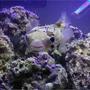 saltwater fish - diodon holocanthus - porcupine puffer - Porcupine Puffer in FOWLR tank.