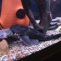 freshwater fish - glyptoperichthys gibbiceps - sailfin pleco (l-83) - My big pleco.