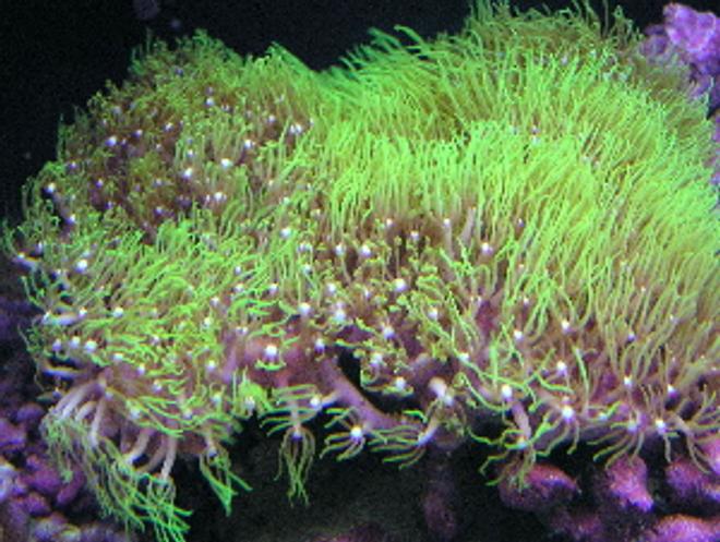 corals inverts - briareum sp. - starburst polyp