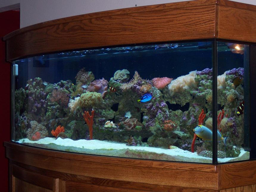Rated #418: Reef Tank - 150 gallon Bow front tank with Marroon Clowns, Chevron Tang, Hippo Tang, gobies,cleaner shrimp, fire scallop,sponges, frog spawns and many more corals.