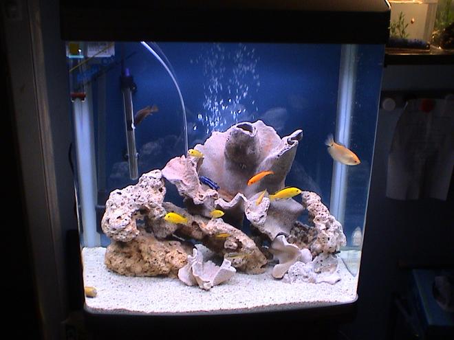 freshwater fish tank (mostly fish and non-living decorations) - I have had this tank for1 month now. For the gravel i have crushed coral and plenty of dean ocean rock.