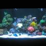reef tank (mostly live coral and fish) - 90 Gallon Reef Tank 2 X 175W 12K Halides, 2 X 55W Blue Power Compacts, 2 X 55W 50/50 Power Compacts, 2 X 90W Actinic VHO's...