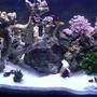 reef tank (mostly live coral and fish) - 40 gallon